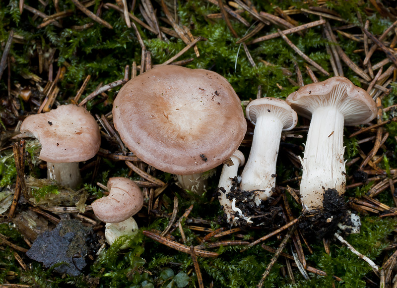 Clitocybe vermicularis